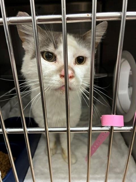 MESSI - Domestic Medium Hair for adoption in Chula Vista