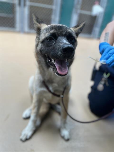 STARDUST - German Shepherd Dog available for adoption