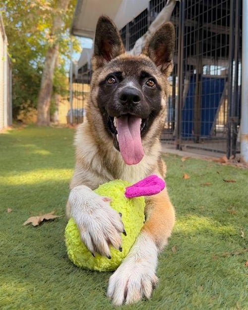 STARDUST - German Shepherd Dog available for adoption