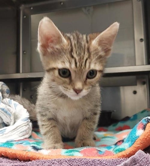 BRUSCETTA - Domestic Short Hair available for adoption