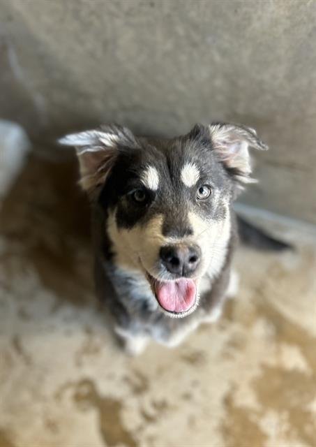 SOPHIE - Husky available for adoption