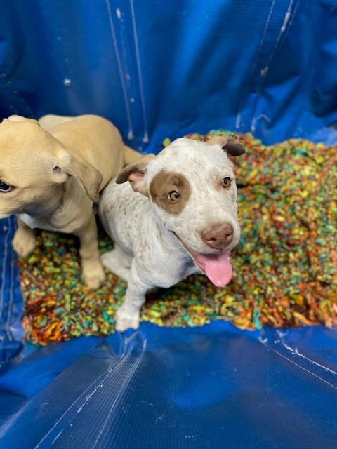 ROSITA - Pit Bull Terrier / Pointer available for adoption