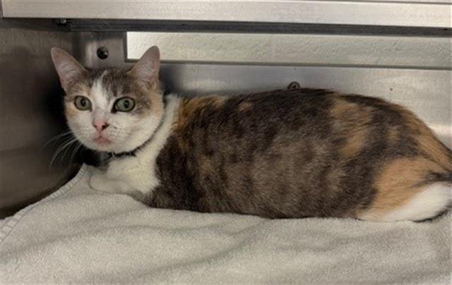 MONA LISA - Domestic Short Hair available for adoption