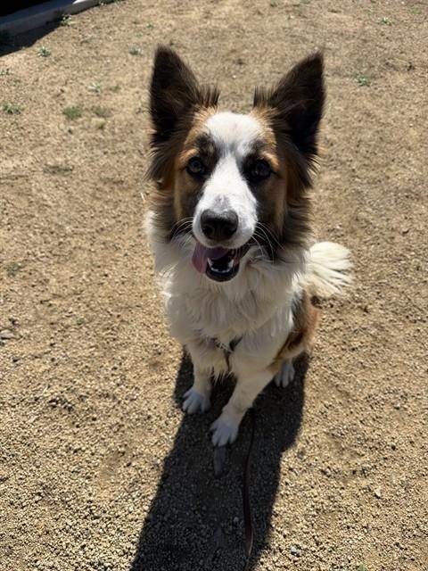 BINDI - Border Collie available for adoption