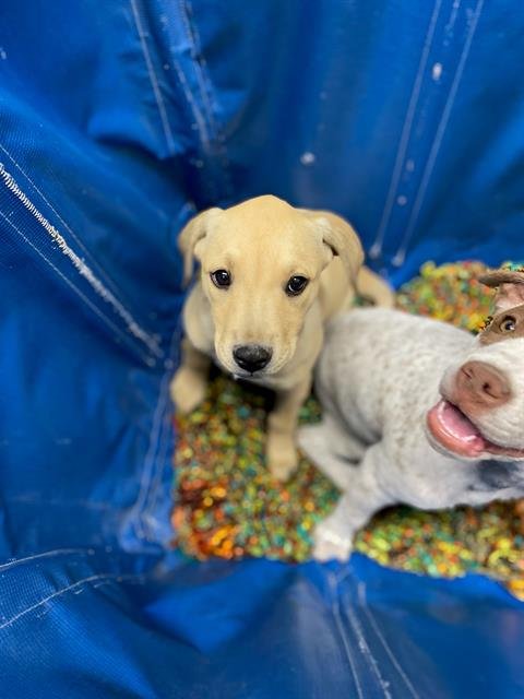 ABBY - Pit Bull Terrier available for adoption