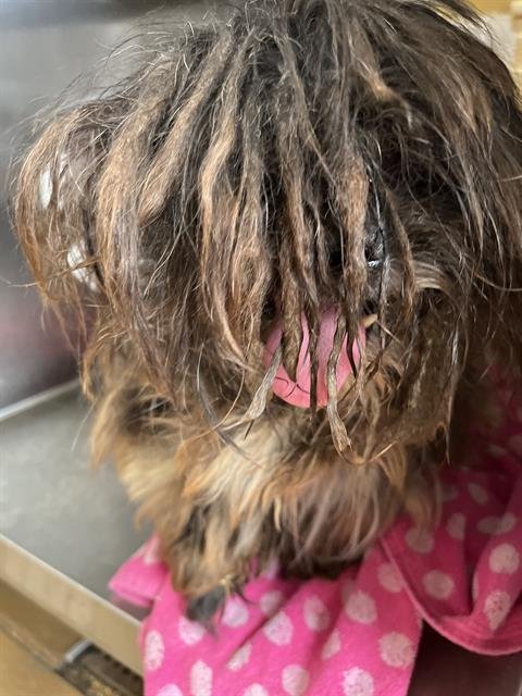 CHIEF CHIRPA - Shih Tzu available for adoption