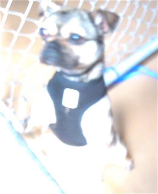 PIGLET - Pug available for adoption