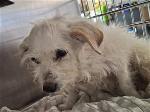 PEARL - Maltese available for adoption
