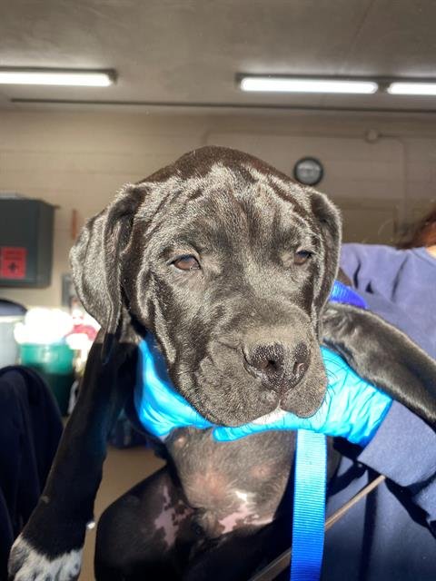 BERT - Pit Bull Terrier available for adoption