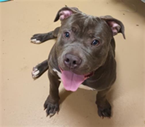 NUGGET - Pit Bull Terrier available for adoption