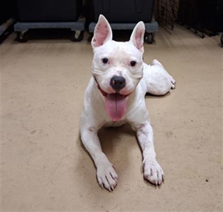 A274263 - Pit Bull Terrier available for adoption