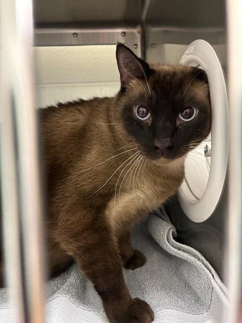HERSHEY - Siamese available for adoption