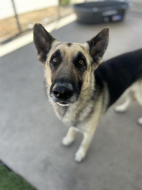 SILLY GOOSE - German Shepherd Dog available for adoption
