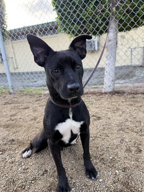 BANDITO - Terrier available for adoption