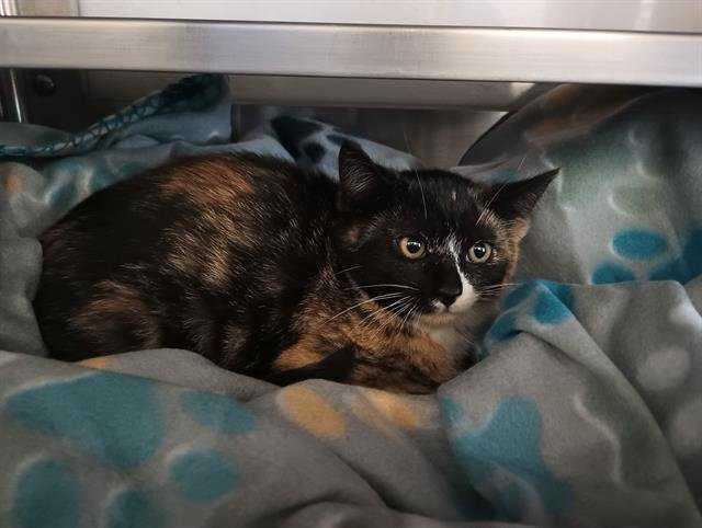 LADY GEORGINA - Domestic Short Hair available for adoption