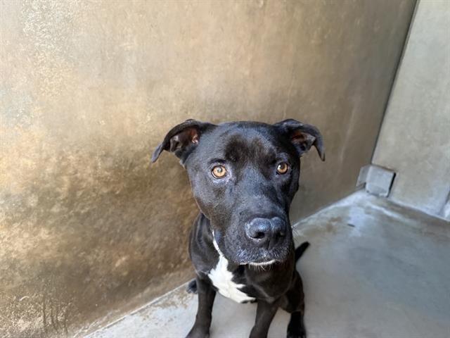 RYDER - Pit Bull Terrier available for adoption