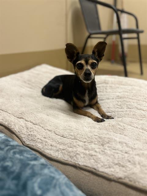 MINNIE - Chihuahua available for adoption