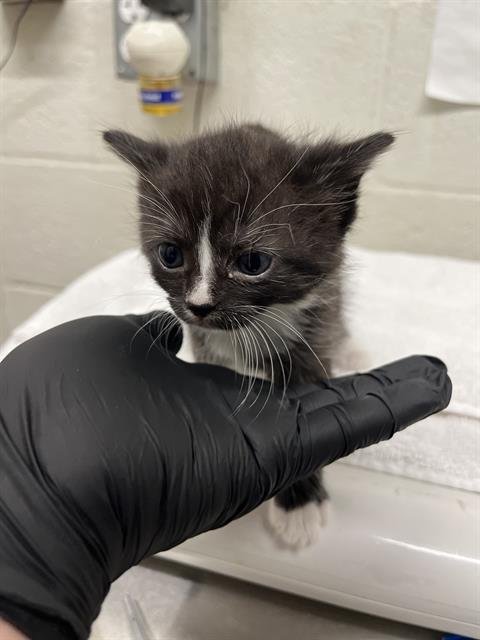 A271400 - Domestic Short Hair available for adoption
