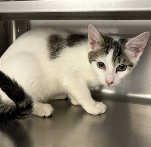 A274132 - Domestic Short Hair available for adoption