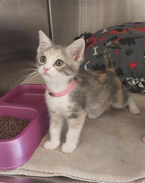 A272681 - Domestic Short Hair available for adoption