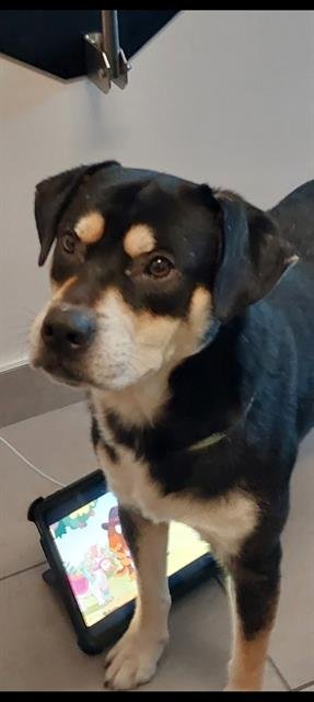 OTIS - Rottweiler available for adoption