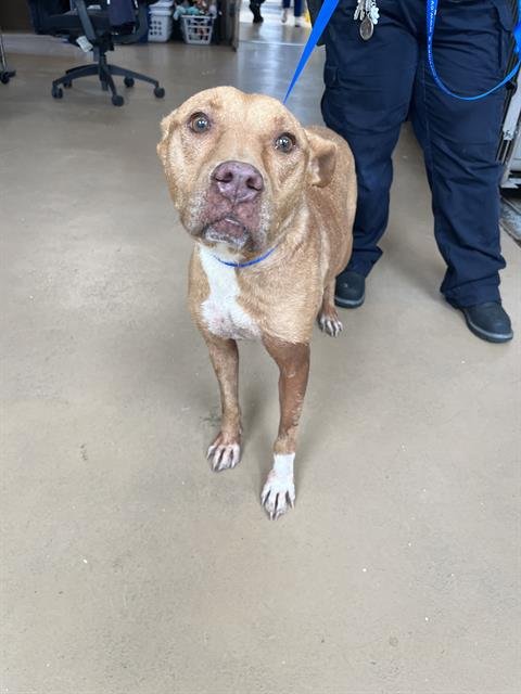 APRICOT - Pit Bull Terrier available for adoption
