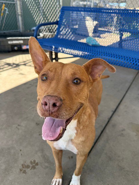 APRICOT - Pit Bull Terrier available for adoption