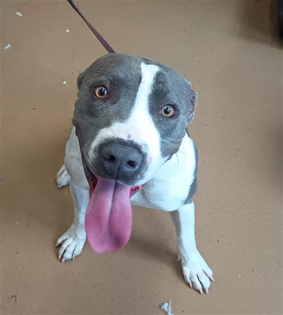 ROCCO - Pit Bull Terrier available for adoption
