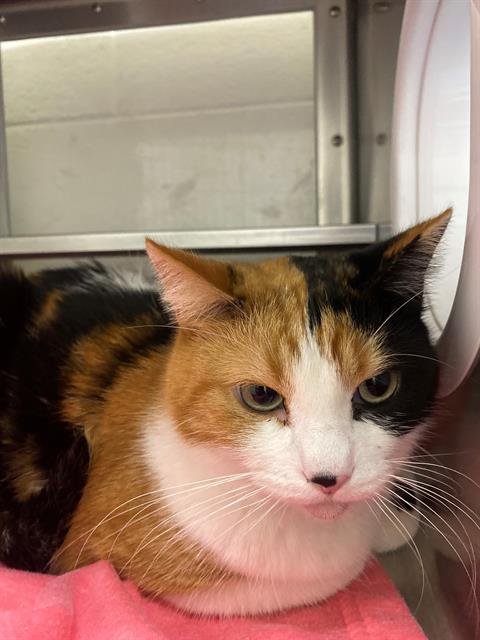 MAY - Domestic Short Hair available for adoption