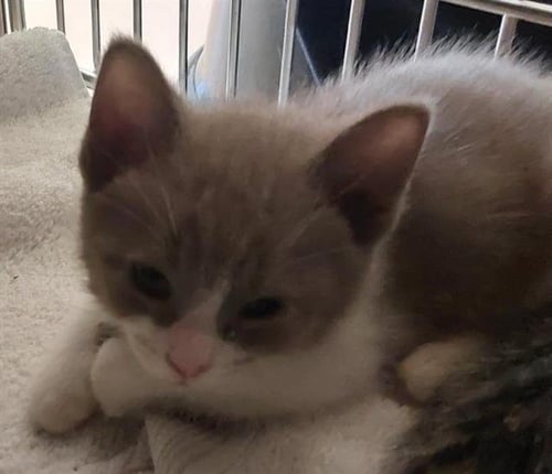 RUBEN - Domestic Short Hair available for adoption