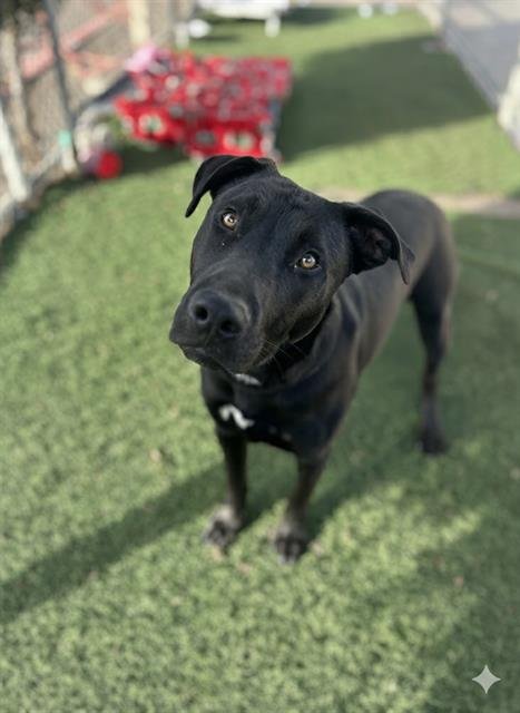NICO - Labrador Retriever available for adoption