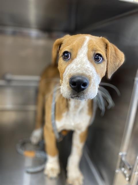 BISCUIT - Pit Bull Terrier available for adoption