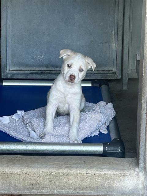 HARLEY - Siberian Husky / Pit Bull Terrier available for adoption