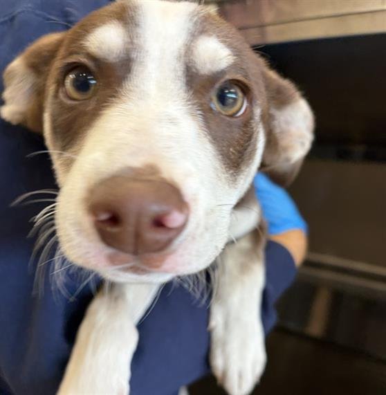 GIZMO - Husky / American Pit Bull Terrier available for adoption