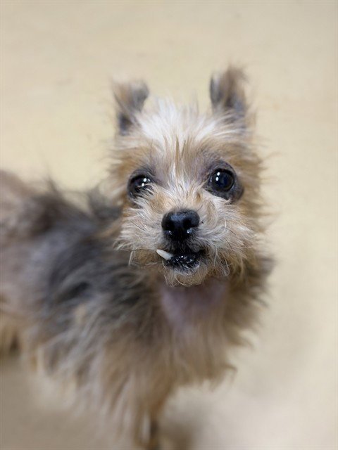 BAILEY - Yorkshire Terrier Yorkie available for adoption