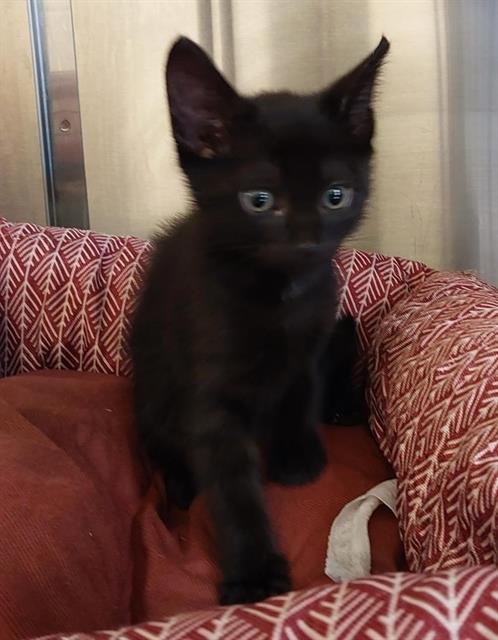 SPENCER - Domestic Short Hair available for adoption