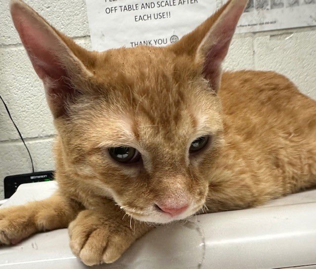 NYLE - Domestic Short Hair available for adoption