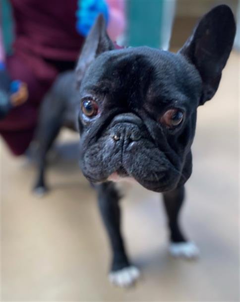 A269776 - French Bulldog / Boston Terrier available for adoption