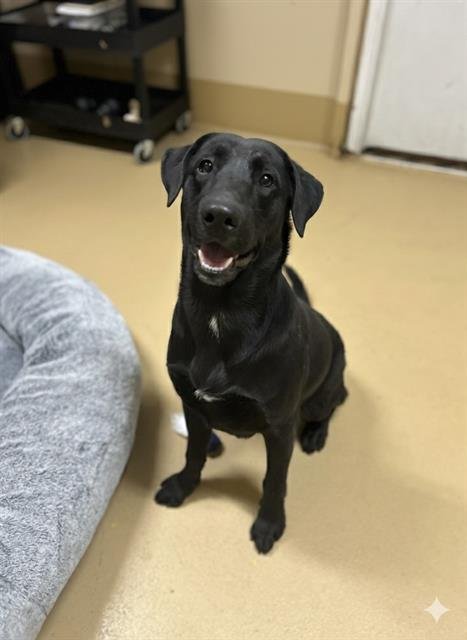 CHEEZ-IT - Labrador Retriever available for adoption