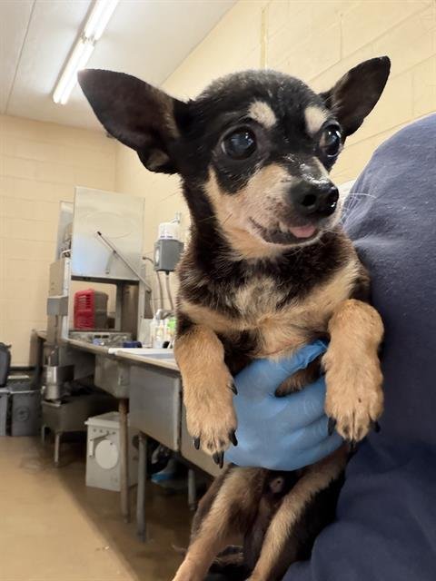 A274298 - Chihuahua available for adoption