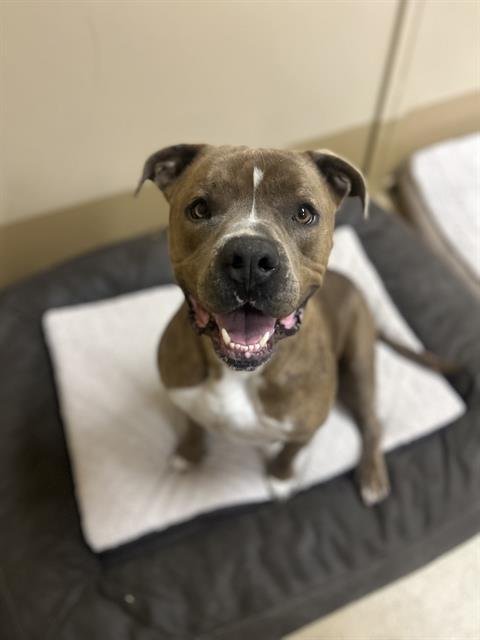 BOB - Pit Bull Terrier available for adoption