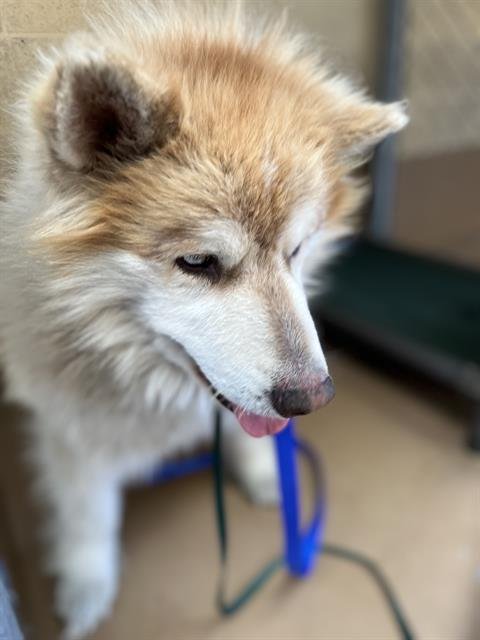 TEDDY - Siberian Husky available for adoption