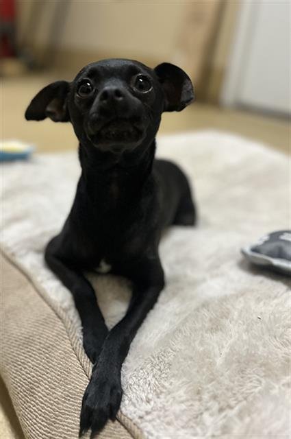 SIDNEY - Chihuahua available for adoption
