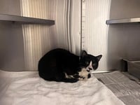 BENJAMIN BUNNY - Photo 1