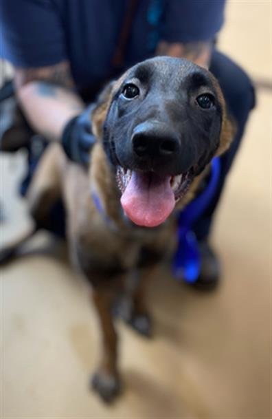 A269774 - Belgian Shepherd Malinois available for adoption