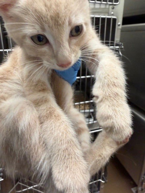 APOLLO - Domestic Short Hair available for adoption