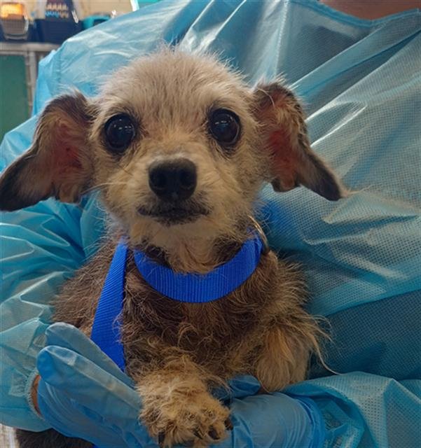 LUCY - Chihuahua available for adoption