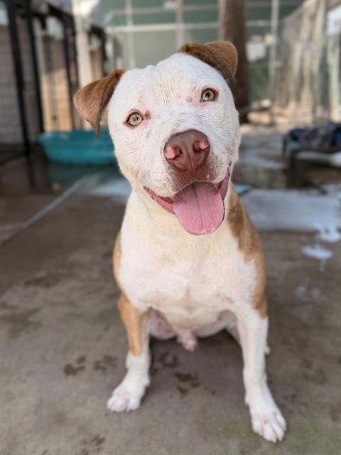 VALENTINO - Pit Bull Terrier available for adoption