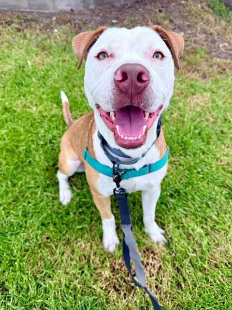 VALENTINO - Pit Bull Terrier available for adoption