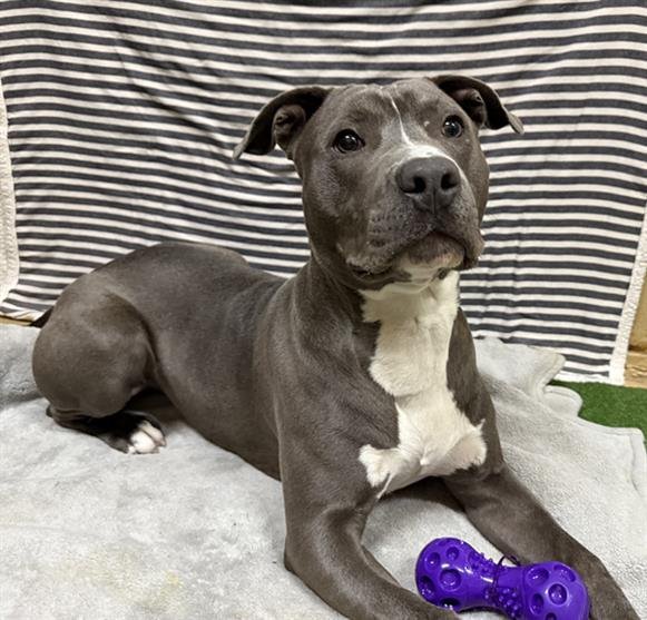 BLUE - Pit Bull Terrier available for adoption